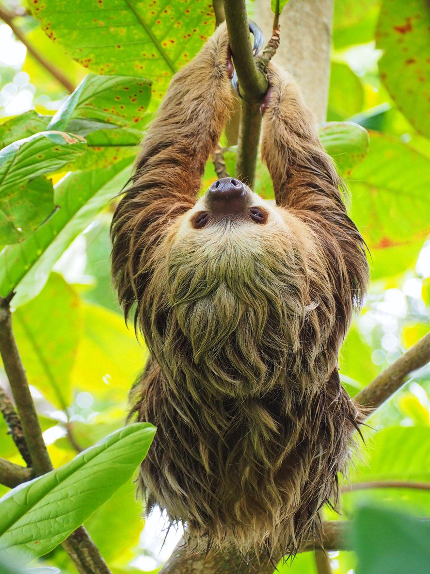 Wild animals from Costa Rica